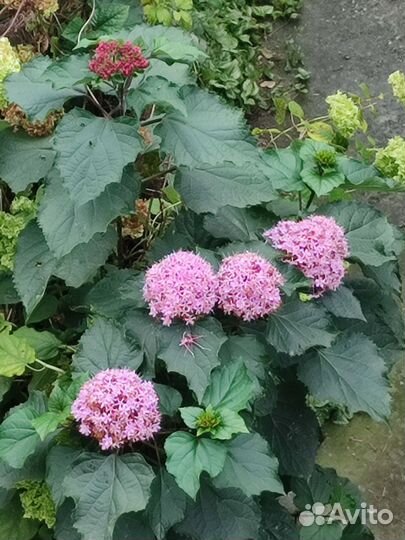 Цветы садовые