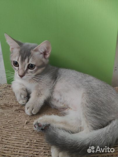 Манчкин, кошка-такса