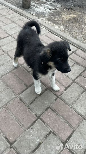 Щенки бесплатно