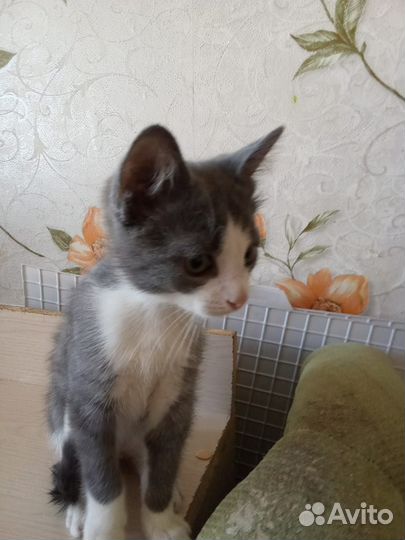 Котенок в добрые руки