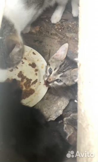 Кошка с детьми ищет семью