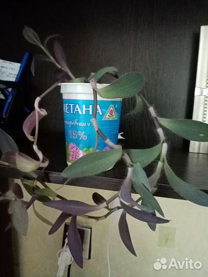 Традесканция