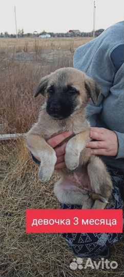 Щеночки в добрые руки. Примерно 2-3 месяца