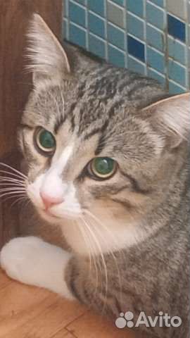 Усыпление Вывоз на кремацию