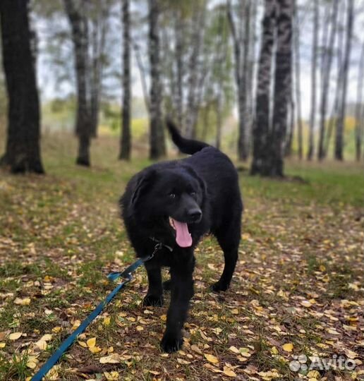Ласковый и добрый пёс ищет семью