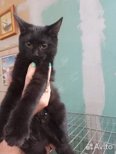 Котята в добрые руки даром
