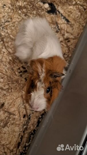 Морская свинка в добрые руки