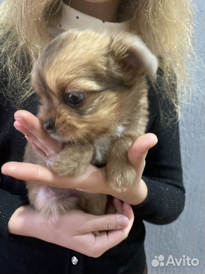 Чорки малыши