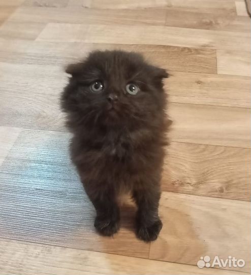 Котенок шотландский вислоухий (девочка)