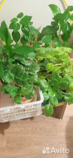 Комнатные цветы