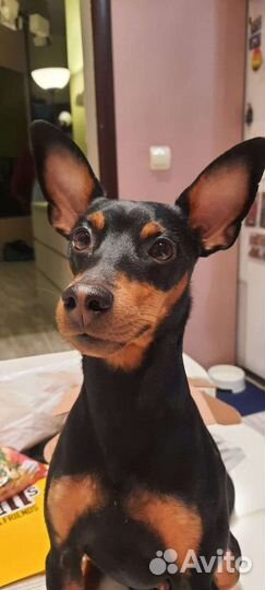 Вязка цвергпинчер