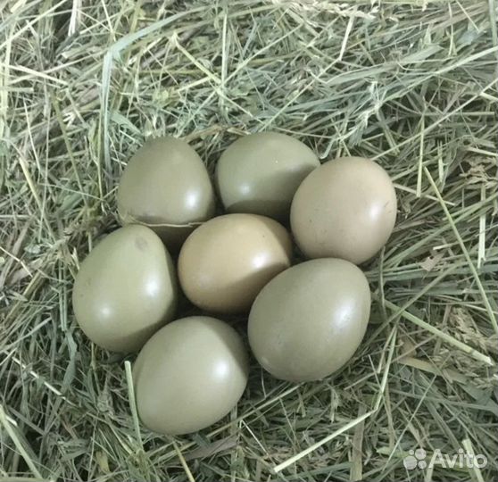 Яйцо фазана инкубационные и для еды