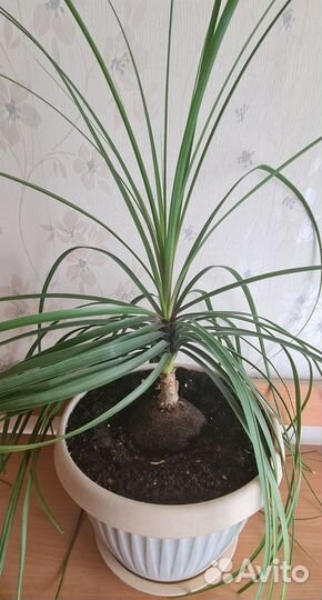 Бутылочное дерево