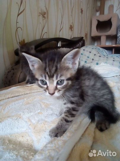 Кошка в дар бесплатно