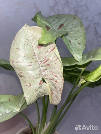 Комнатные растения цветы