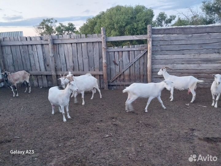 Курдючные овцы и баран,козы