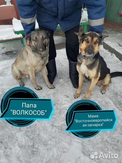 Собаки, здоровые, щенки от большой пары