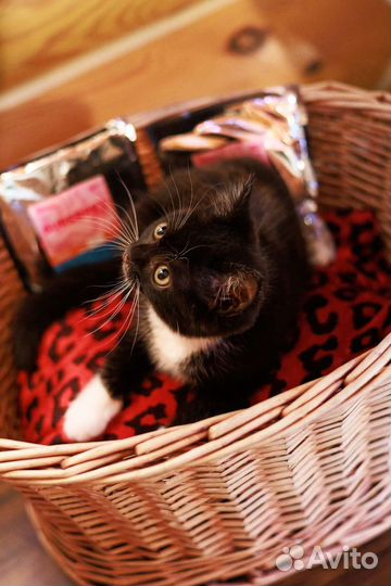 Котенок-спасеныш в очень добрые ручки