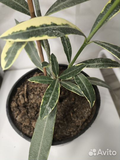 Олеандр вариегатный