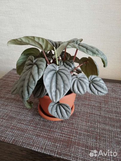 Пеперомия серебристая