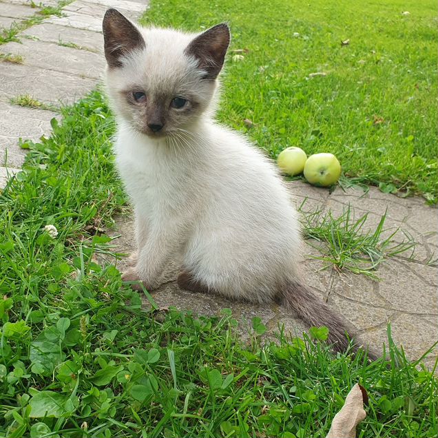 Котёнок в добрые руки