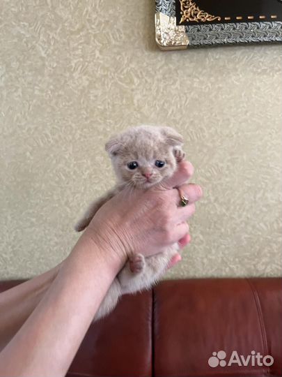 Котята Шотландские