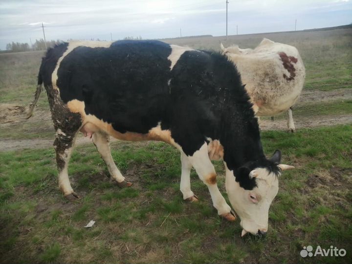 Первотелка