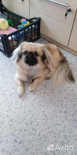 Вязка пекинес