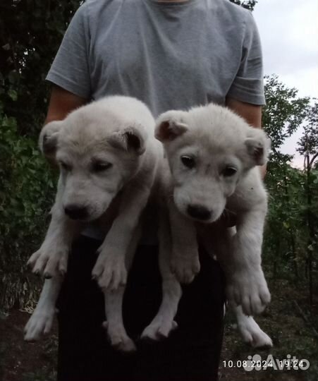 Среднеазиатская овчарка
