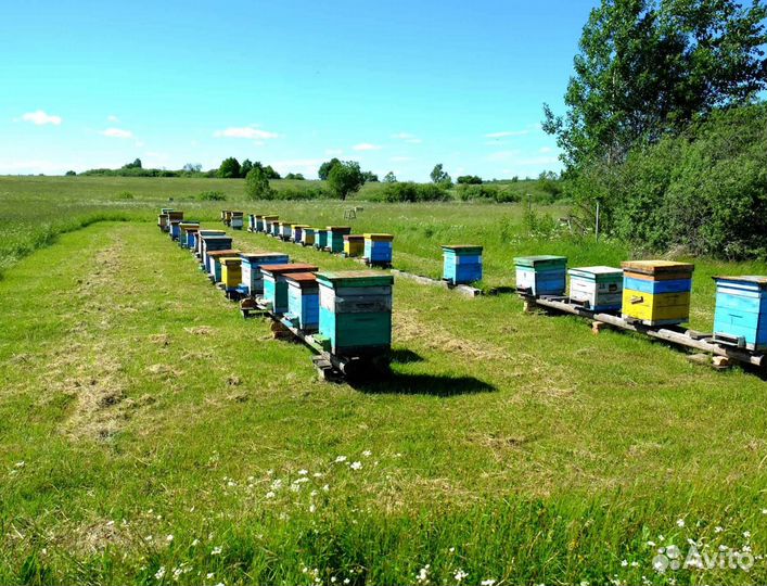 2024 Мёд натуральный алтайский оптом