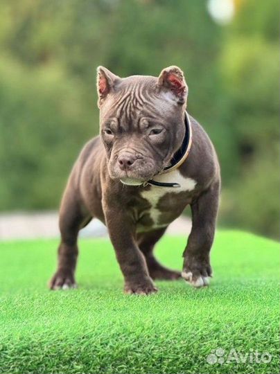 Очень красивая девочка Американский булли