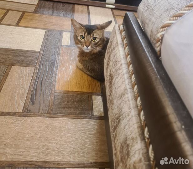 Сомалийская кошка