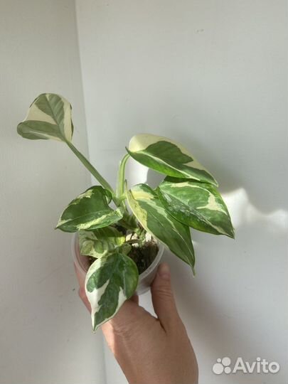 Сциндапсус золотистый,н-джой,неон,хэппи лиф