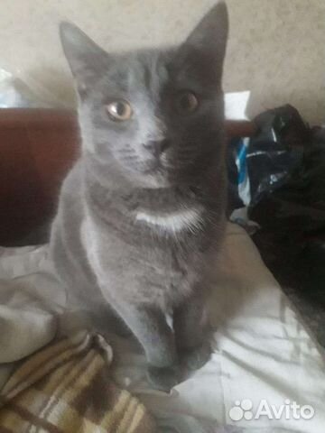 Подросток метис русской голубой в дар 6 мес