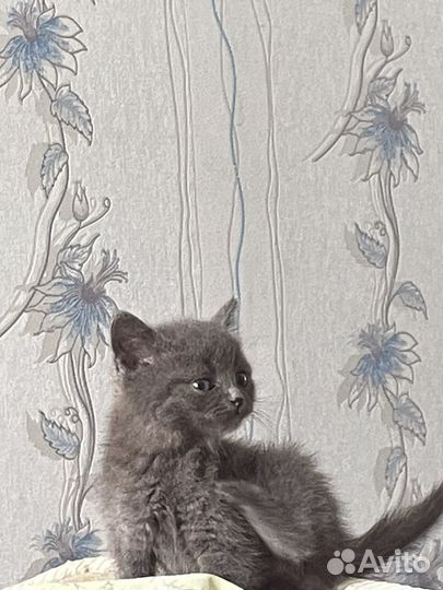 Британские котята