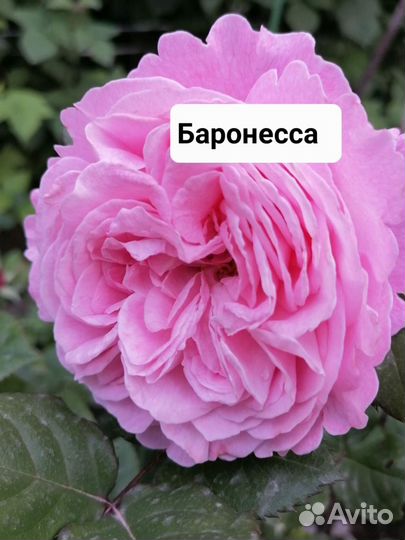 Чайно гибридные розы