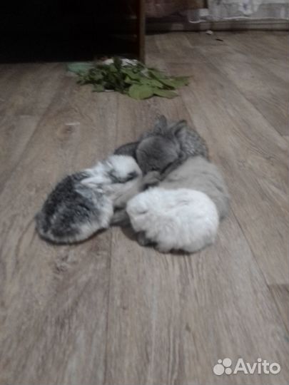 Декоративные крольчата