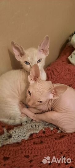 Канадский сфинкс