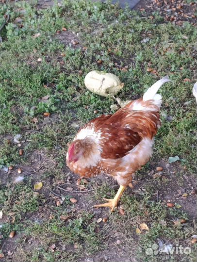 Молодые петушки