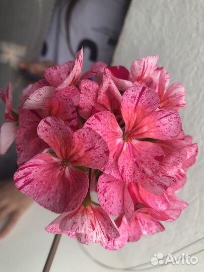 Пеларгония герань