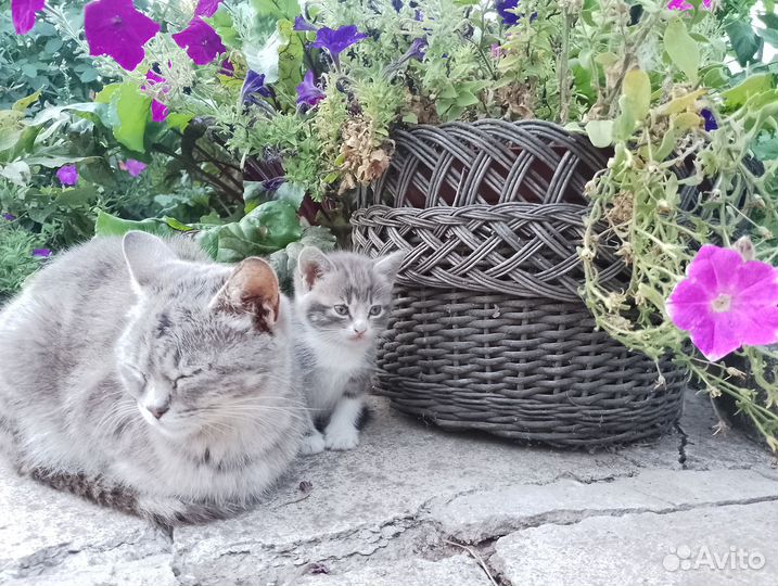 Котята в добрые руки