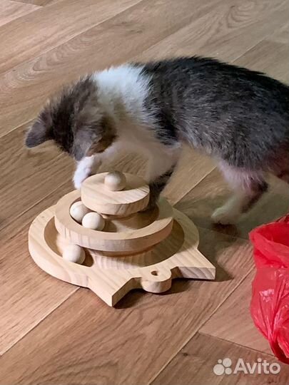 Котёнок