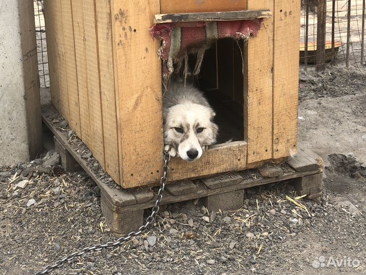 Собака в охрану