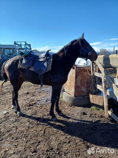 Карачаевский жеребец