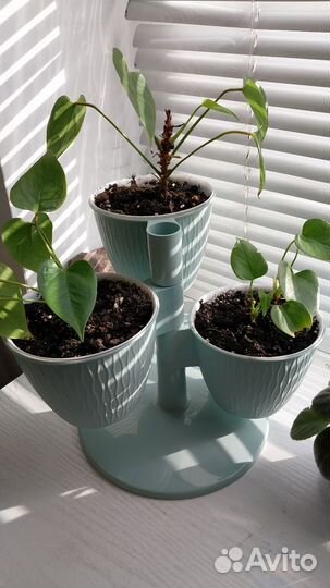 Антуриум детки