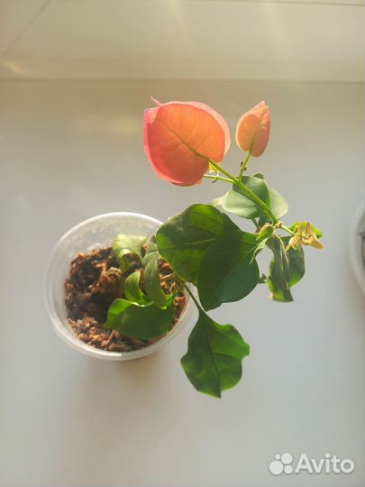 Бугенвиллия черенки