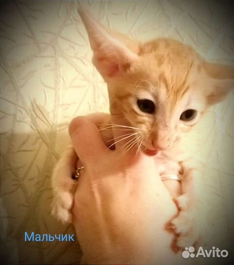 Ориентальная