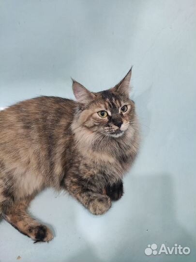 Кошки мейн-кун