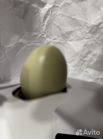 Домашние куриные яйца