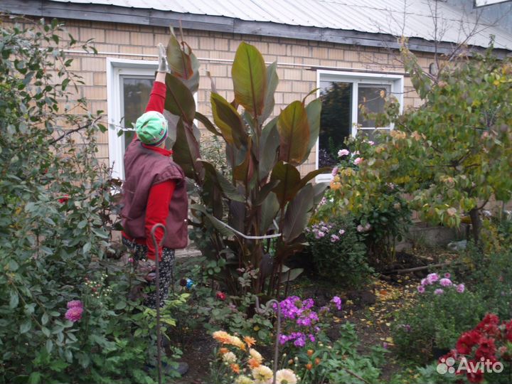 Многолетние растения